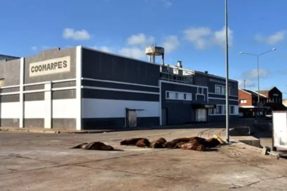 Denuncian que Mar del Plata toler&oacute; durante a&ntilde;os maniobras industriales que nunca eliminaron gases t&oacute;xicos