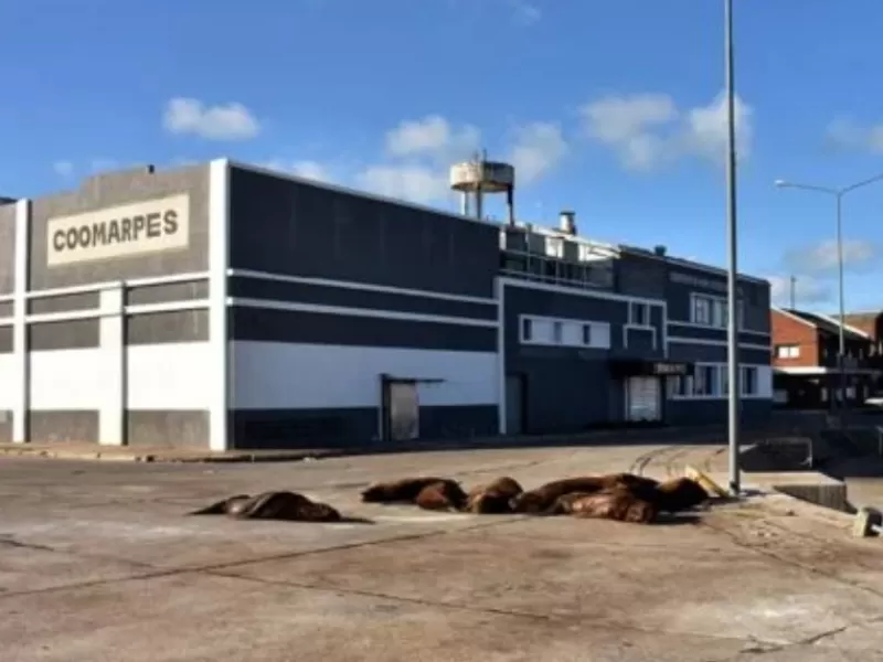 Denuncian que Mar del Plata toler&oacute; durante a&ntilde;os maniobras industriales que nunca eliminaron gases t&oacute;xicos